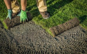 Seasonal Sod Installation Tips for Residents
