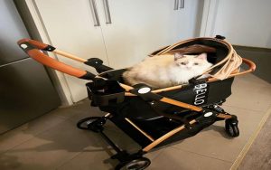 Why Every Cat Owner Needs a Cat Stroller