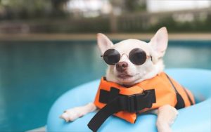 How to Pick the Right Pet Gear