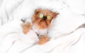 Using Holistic and Nutritional Supplements to Support the Health of Your Cat