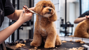 Why Does Nail Trimming Require Professional Grooming Expertise