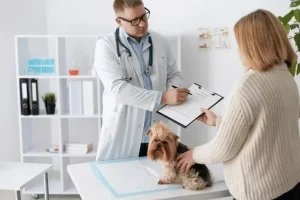 Maximising the Value of Your Vet Practice Before Sale