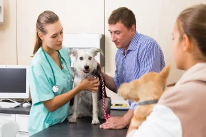 3 Questions To Ask An Urgent Care Vet Before Treatment