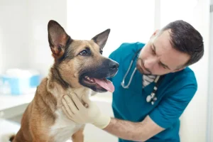 Animal Hospitals