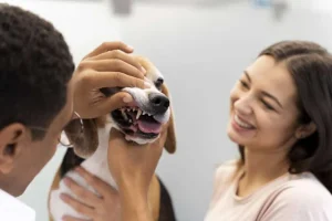 Veterinary Care
