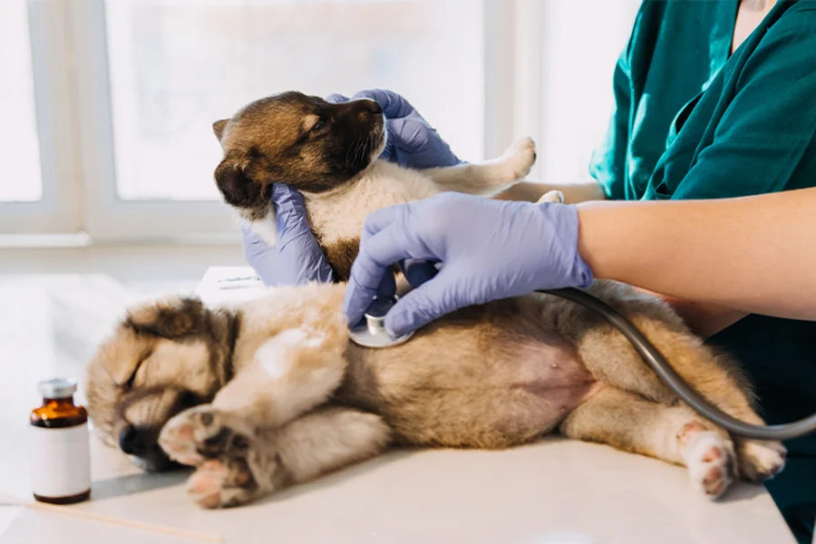 How General Veterinary Services Support Emergency Care When Every Minute Counts