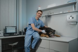 Animal Hospitals