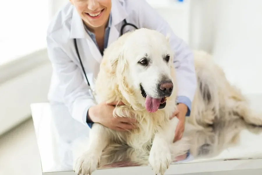 Veterinary